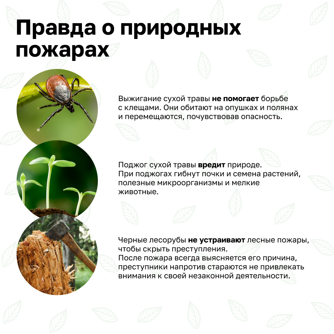 Пожарная безопасность.  Простыми словами о правилах пожарной безопасности в лесах и ответственности.