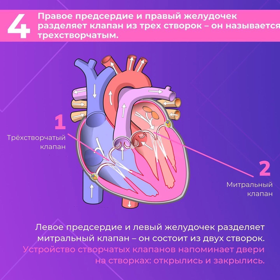 Сердце — один из самых важных органов человека. Благодаря его стабильной и правильной работе другие органы насыщаются кислородом и питательными веществами