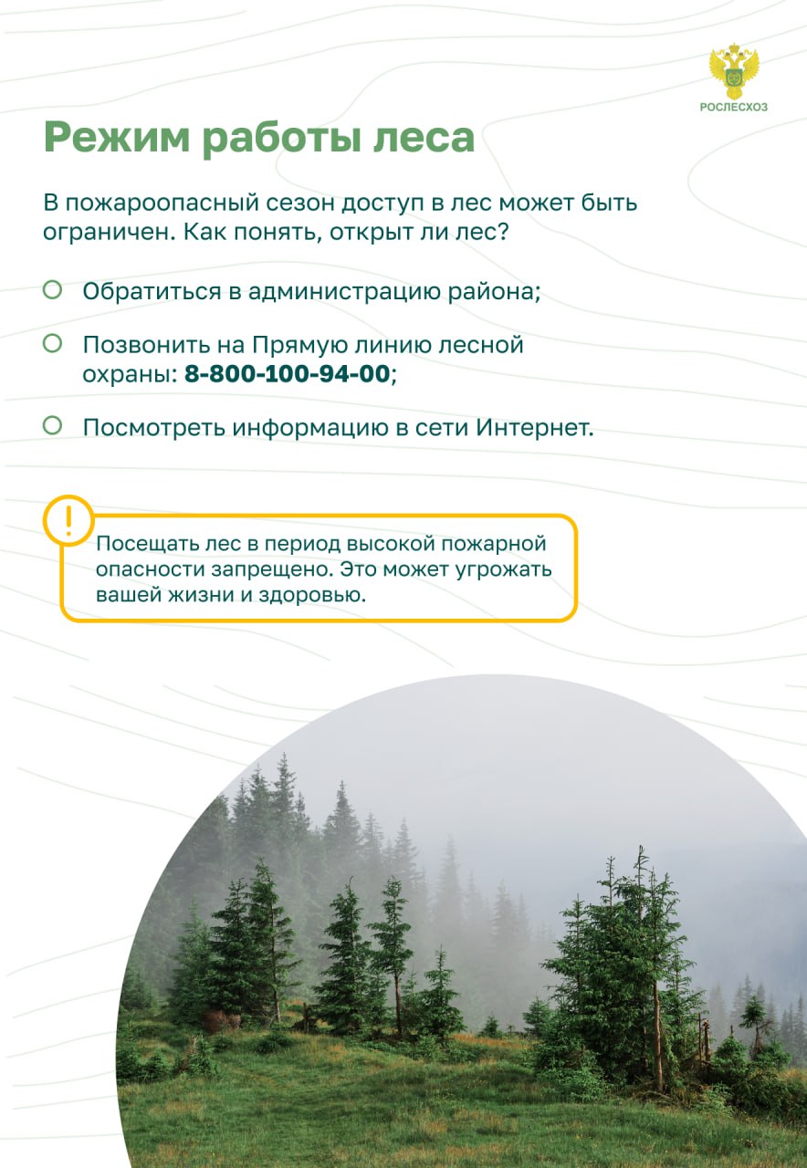 Пожарная безопасность в лесу. Основные правила.