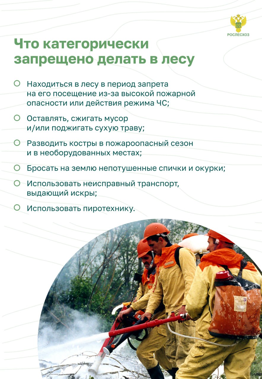 Пожарная безопасность в лесу. Основные правила.