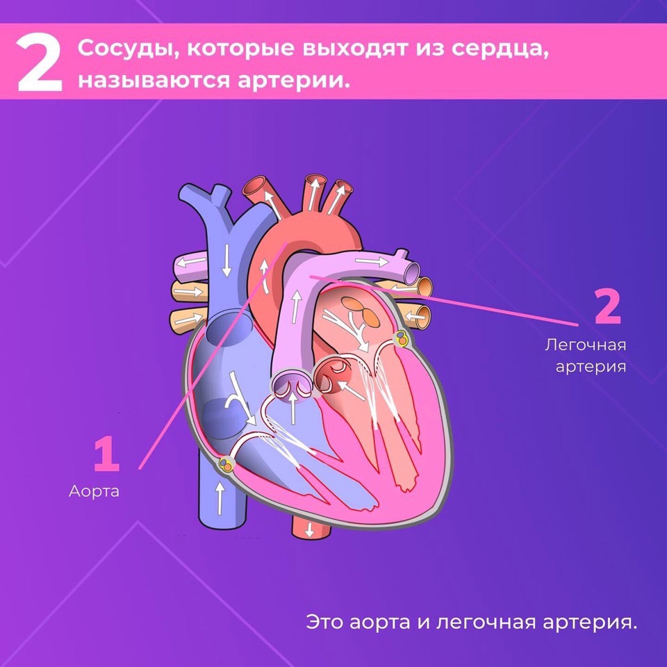 Сердце — один из самых важных органов человека. Благодаря его стабильной и правильной работе другие органы насыщаются кислородом и питательными веществами