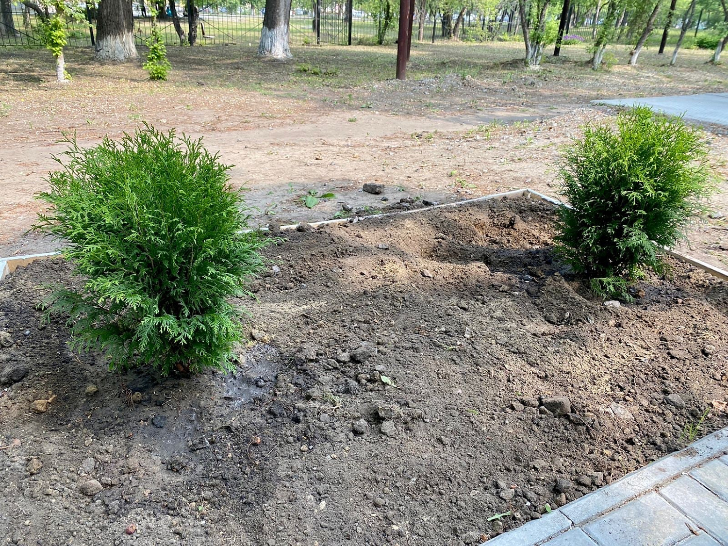 Сотрудники Курганской областной специализированной инфекционной больницы совместно со студентами Курганского базового медицинского колледжа приняли участие в посадке деревьев